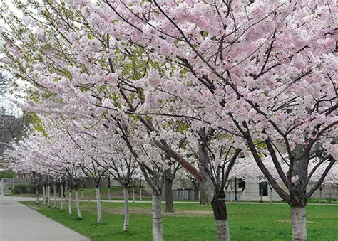 5 Places To Find Cherry Blossoms In Toronto Beyond High Park