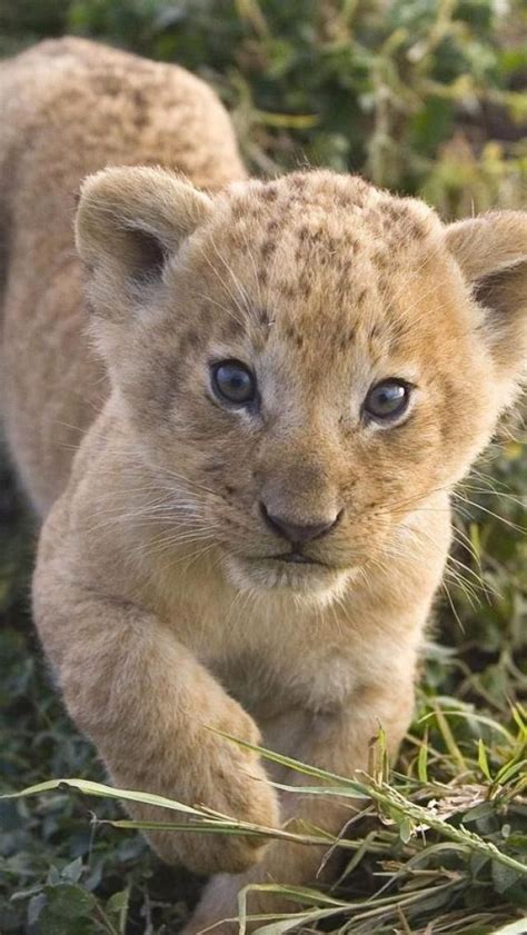 51 Best Lion Cubs Images On Pinterest Cubs Big Cats And Lion Cub