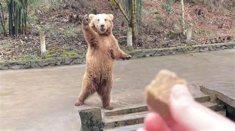 Zoo Bears Appear To Wave And Beckon Visitors To Give Them Food