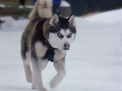 Demon From Snow Dogs Siberian Huskies Photo 32170988 Fanpop