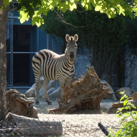 One Of The Zebras At The Roger Williams Park Zoo In Providence Ri