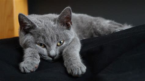 Chartreux Cat Chartreux Westia Chartreux Bebe Chartreux Anime Chartreux