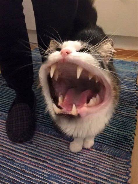 29 Cursed Images To Give You Nightmares Meme Gato Gatos Raros