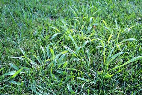 The Difference Between Crabgrass And Coarse Fescue Arbor Nomics