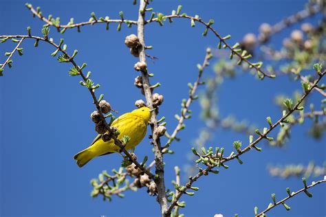 Images Gratuites Arbre La Nature Branche Fleur Oiseau Plante