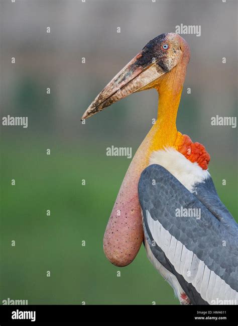 Greater Adjutant Stork Hi Res Stock Photography And Images Alamy