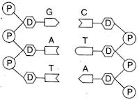 Perhatikan Diagram Struktur DNA Berikut Satu Rangkaian Nukleotida