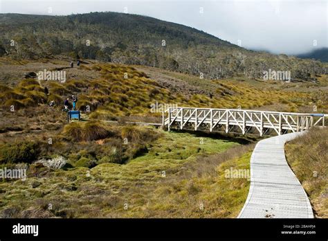 Cradle Mountain Tasmania View Across Button Grass Meadow With A