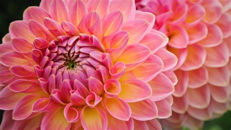 Free Download Lovely Dahlias Wallpaper 994098 1920x1080 For Your