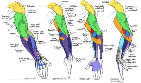 Tutorials and quizzes on muscles that act on the arm/humerus (arm muscles: Basic Anatomy | Health Guide