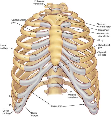 31 Diagram Of Ribs And Sternum Wiring Diagram List