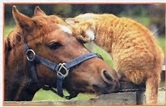 Cat loves horse | Animals beautiful, Animals friendship, Animals