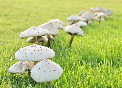 Mushrooms in Lawn - Lawn Problems - 7 Things Your Lawn Is Trying to Tell You - Bob Vila