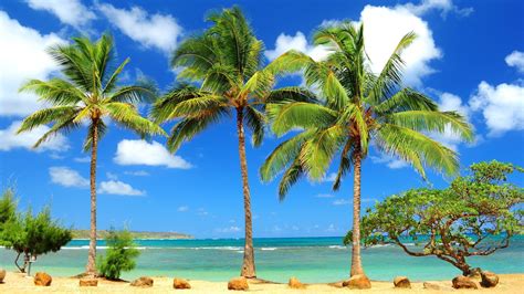 Free Caribbean Beach Wallpapers Wallpaper Cave