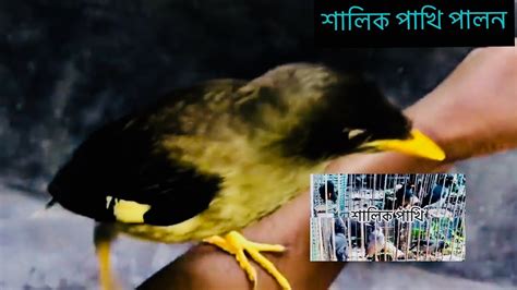 শালিক পাখিকে কিবাবে কথা বলাবেন কি খাবাবেন ।shalik Pakhi।bani Bird
