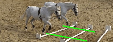 What Is The Most Skillful Way To Lay Cavaletti For Lunging Alexanderhof