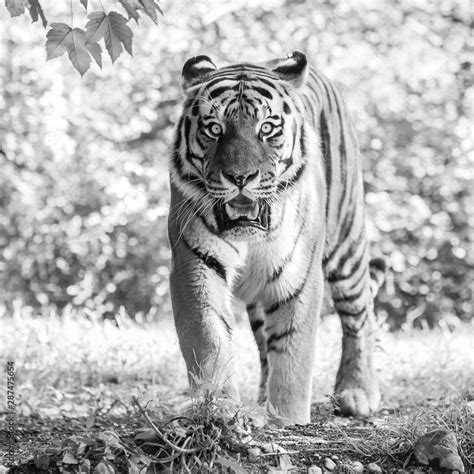 Siberian Tiger In A Full Frontal View In Monochrome Stock Photo Adobe