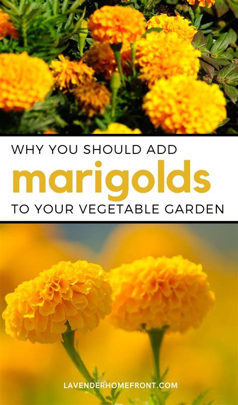 Adding Marigolds To Your Vegetable Garden Companion Planting