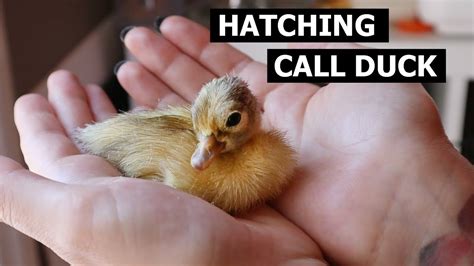 Call Duck Hatching Incubating Pet Call Ducks Youtube