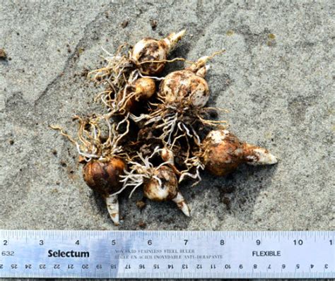 Spring Bulbs When Is The Best Time To Plant