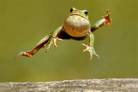 10 Animals That Hop And Jump Online Field Guide