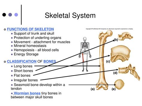 Ppt Skeletal System Powerpoint Presentation Free Download Id6932789