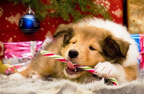 Wallpaper Christmas Animals Yahoo Image Search Results Merry