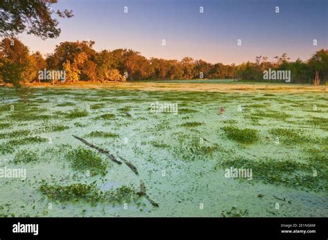 Brazos Bend State Park Hi Res Stock Photography And Images Alamy