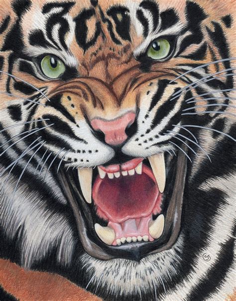 Tiger Angry Sumatran Snarling Wild Cat Jungle 85x11 Colored Pencil