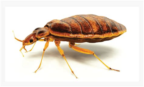 Bed Bug Extermination 07 Bed Bugs Vs Lice Hd Png Download Kindpng