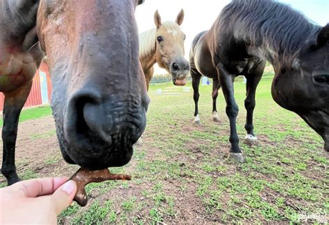 Homemade Horse Treats Molasses And Peppermint Cookies