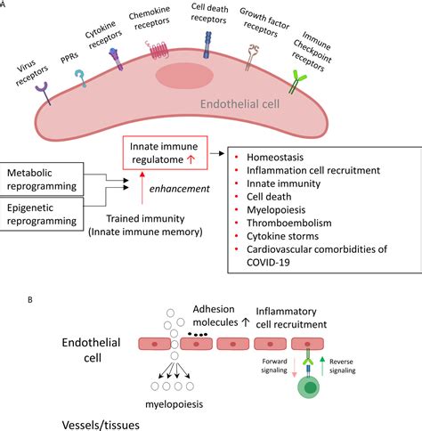 Frontiers Endothelial Immunity Trained By Coronavirus Infections