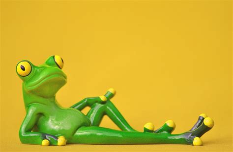 Free Images Sweet Cute Green Rest Frog Amphibian Yellow Toy