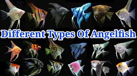 Different Varieties Of Angelfish Top 20 Most Popular Angelfish Youtube