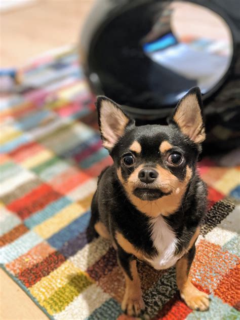 A two year old dog with a prominent raised eyebrow looks like a disney movie villain. Eyebrows : Chihuahua