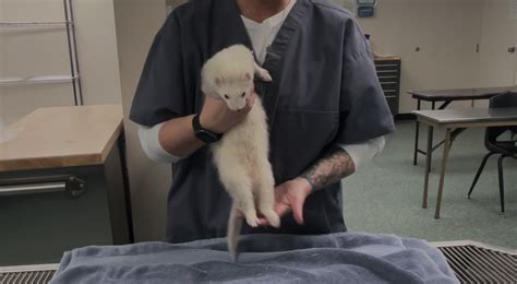 How To Restrain And Sex A Ferret Vetgirl Veterinary Continuing