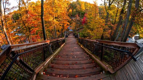 Wooden Stairs Between Trees During Autumn 4k Hd Nature Wallpapers Hd