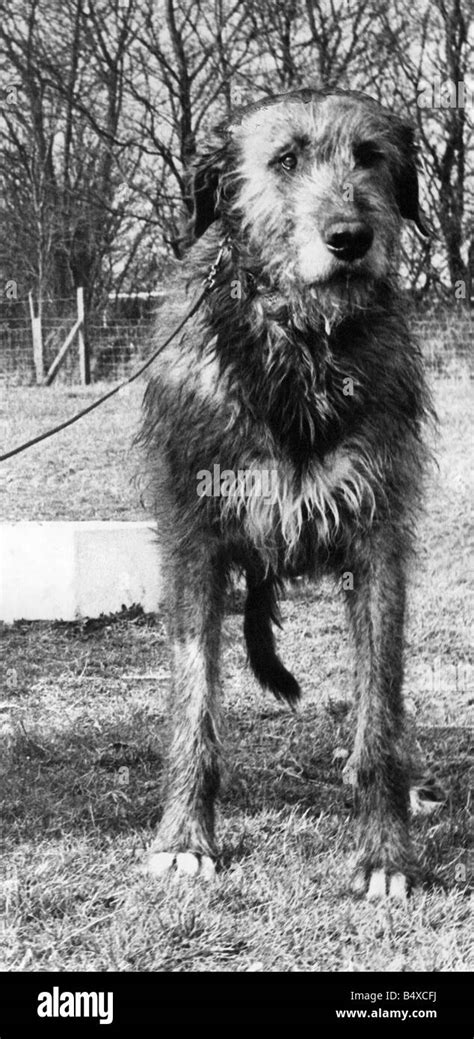 An Irish Wolfhound Stock Photo Alamy