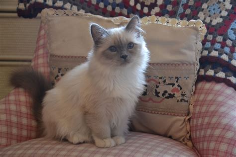 Everything You Need To Know About Birman Cat Breeders In California