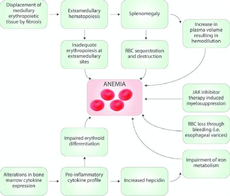 The Pathogenesis Of Anemia In Myeolofibrosis Is The Result Of A