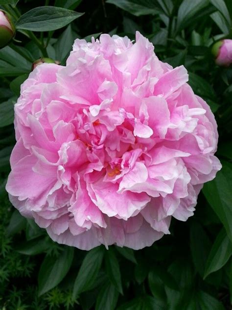 Pink Peony At Allerton Park In Monticello Illinois