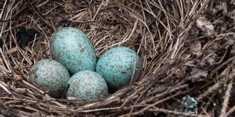 What Does A Blue Jay Egg Look Like Webphotos Org