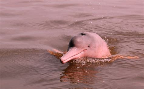 Wildlife History And Adventure In The Amazon Pink Dolphins Under Threat