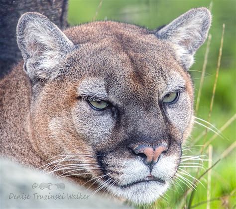 Issaquah Cougar Mountain Zoo Flickr