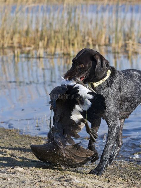 Duck Hunting Dog Stock Photo Image Of Autumn Hunting 81094570