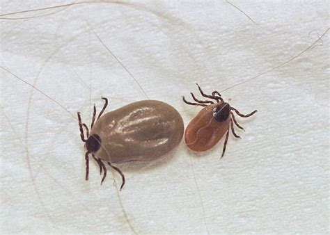 What Do Deer Ticks Look Like