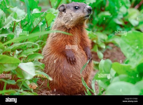 Baby Groundhog Marmota Monax Also Known As A Woodchuck Whistle Pig Or
