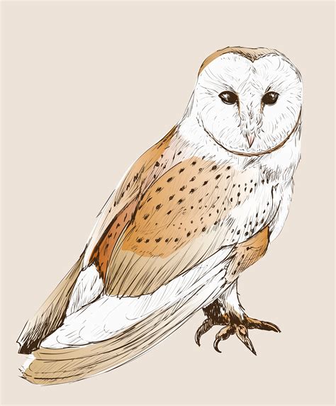 Wild Owl Vintage Drawing Download Free Vectors Clipart Graphics