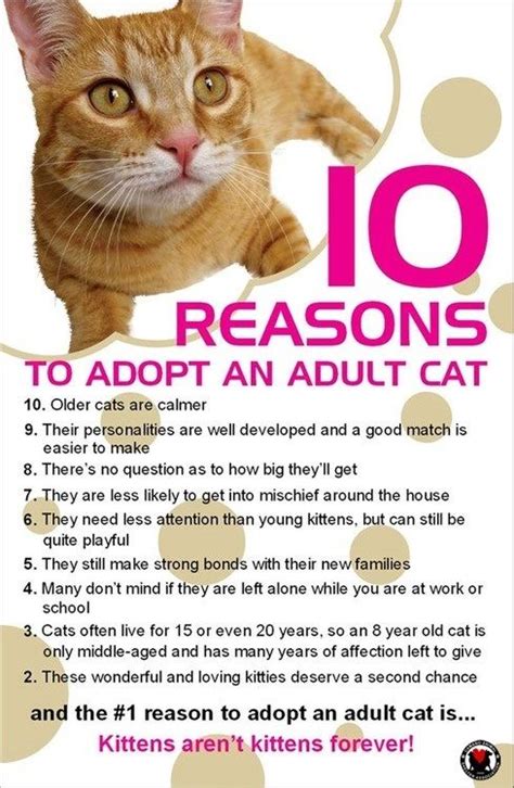 Adopt An Older Pet Adopt A Shelter Pet Thank You Older Cats Cat