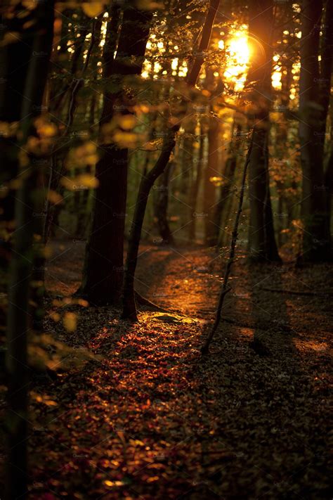 Forest At Dusk High Quality Nature Stock Photos ~ Creative Market